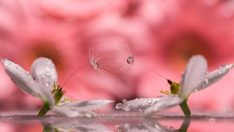 Delicate Blossoms with Dewdrops Glimmering Under Soft Light wallpaper