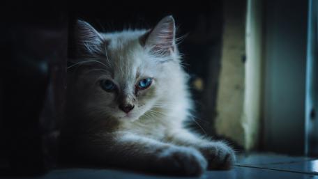 Captivating Feline Elegance in Darkness wallpaper