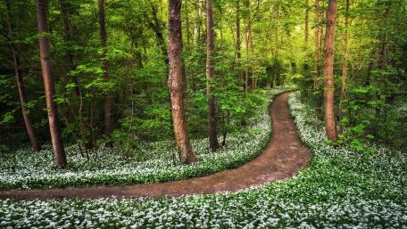 Enchanting Spring Forest Pathway wallpaper
