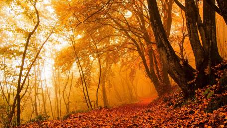 Autumn's Golden Embrace in Nature's Splendor wallpaper