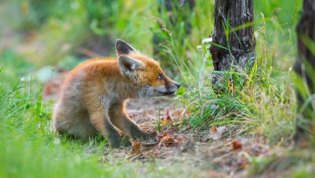 Charming Young Fox in Nature's Embrace wallpaper