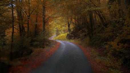 Autumn Serenity on a Winding Road wallpaper