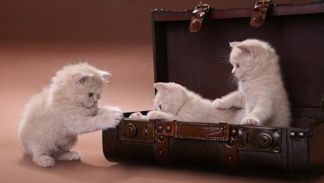 Playful Kittens Exploring a Vintage Suitcase wallpaper
