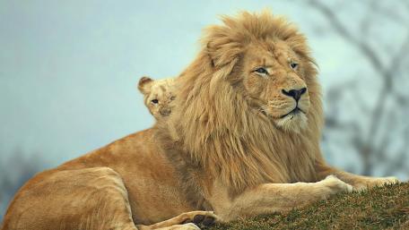 Majestic Lion and Cuddly Cub in Nature's Embrace wallpaper