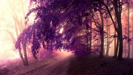 Enchanting Purple Forest Scene wallpaper