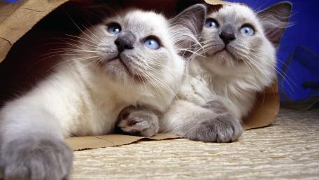 Cute Kittens in a Cozy Hideaway wallpaper