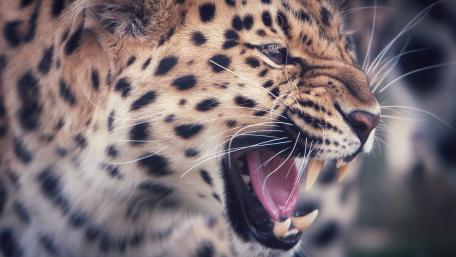 Majestic Leopard in Action wallpaper