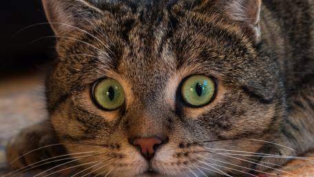 Gazing Eyes of a Curious Cat wallpaper