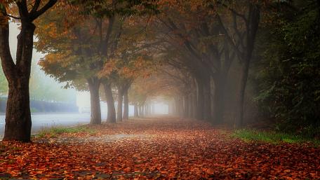 Autumn Serenity in a Tree-Lined Lane wallpaper
