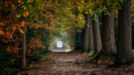 Autumn Serenity in a Tree-Lined Pathway wallpaper