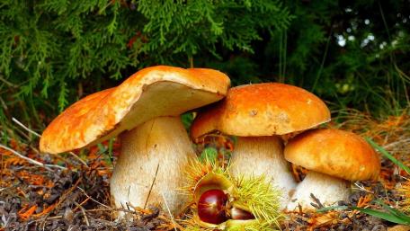 Mushrooms in a Forest Setting wallpaper