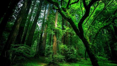 Lush Green Forest Wonderland wallpaper