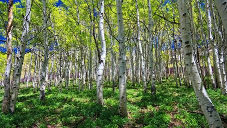 Vibrant Birch Forest Serenity wallpaper