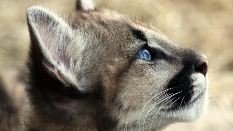 Majestic Cub Gazing at the World wallpaper