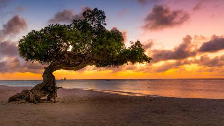 Solitary Tree at Sunset Over the Ocean wallpaper