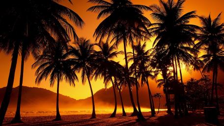 Serene Sunset Over Palm Silhouettes wallpaper