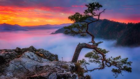 Majestic Lone Tree at Sunset wallpaper