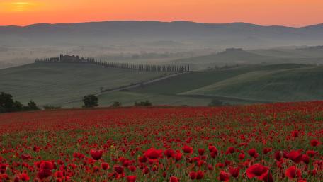 Vibrant Poppy Field in Tuscany at Dawn wallpaper