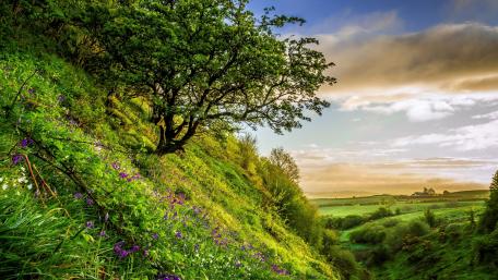 Serene Hillside Under a Beautiful Sky wallpaper