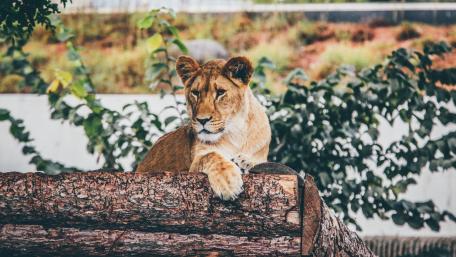 Majestic Lioness in Tranquil Setting wallpaper