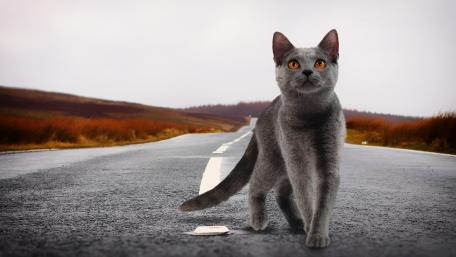 Mystical Cat on an Empty Road wallpaper