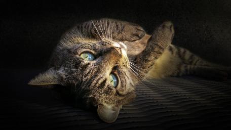Playful Tabby Cat Relaxing in Soft Light wallpaper