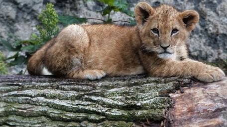 Cute Lion Cub Relaxing on Log wallpaper