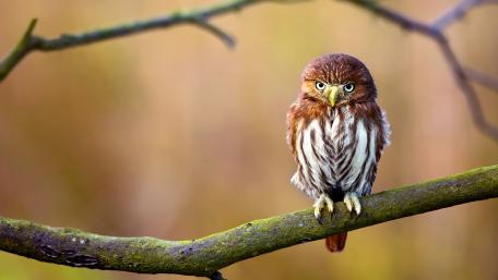 Majestic Owl on a Branch wallpaper
