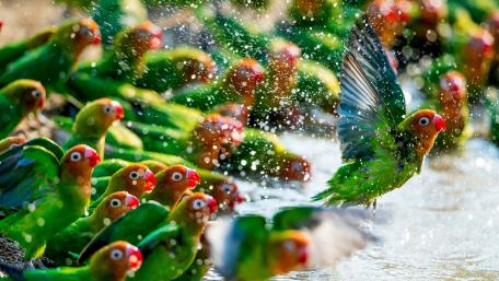 Colorful Parrots Playing in Water wallpaper