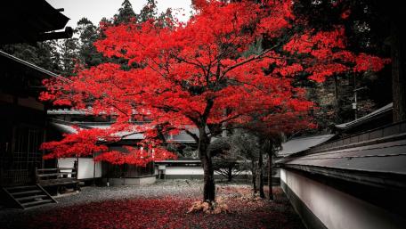 Vibrant Red Tree in Serene Cityscape wallpaper