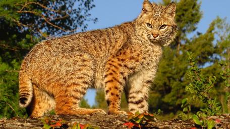 Majestic Bobcat in Nature's Embrace wallpaper
