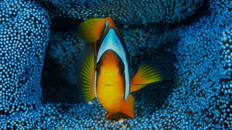 Vibrant Clownfish Among Coral Reefs wallpaper