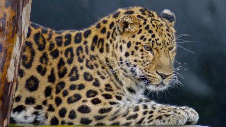 Majestic Leopard in Tranquil Stance wallpaper