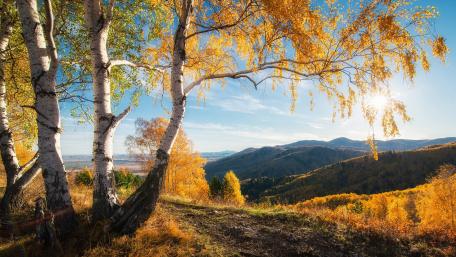 Golden Autumn Serenity in Nature wallpaper