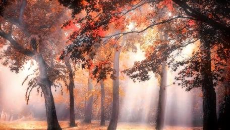 Autumn Serenity in the Forest wallpaper