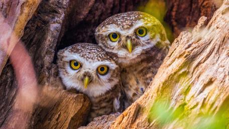 Charming Owls Nestled in Nature's Embrace wallpaper