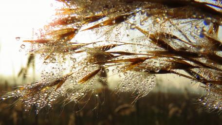 Morning Dew on Golden Grains Shimmers Brightly wallpaper