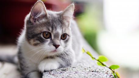 Playful Grey Cat in a Serene Setting wallpaper