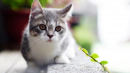 Charming Cat Under Soft Natural Light wallpaper