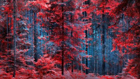 Vibrant Autumn Forest in Red Shades wallpaper
