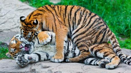Playful Tigers in a Lush Green Setting wallpaper