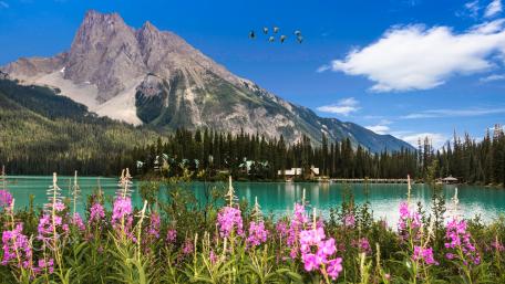 Serene Mountain Lake with Vibrant Wildflowers wallpaper