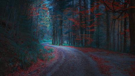Serene Autumn Forest Road Scene wallpaper