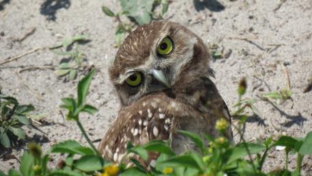 Curious Owl Gazing Intently at You wallpaper