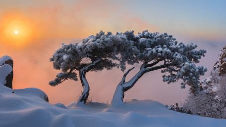 Winter Serenity Under a Glowing Sunset wallpaper