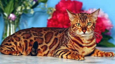 Striking Bengal Cat with Vibrant Colors and Flowers wallpaper