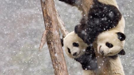 Pandas Playing in the Snowy Forest wallpaper