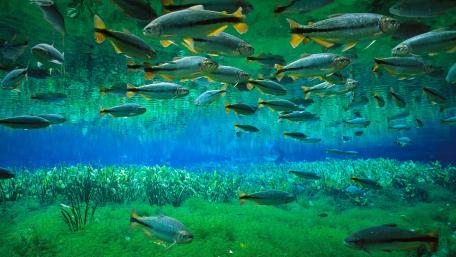 Underwater Harmony of Fishes wallpaper