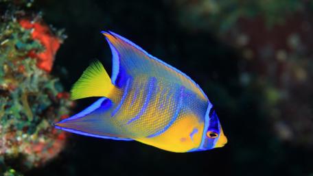 Vibrant Underwater Beauty of Tropical Fish wallpaper