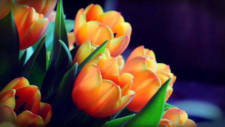 Vibrant Tulips in Blooming Harmony wallpaper